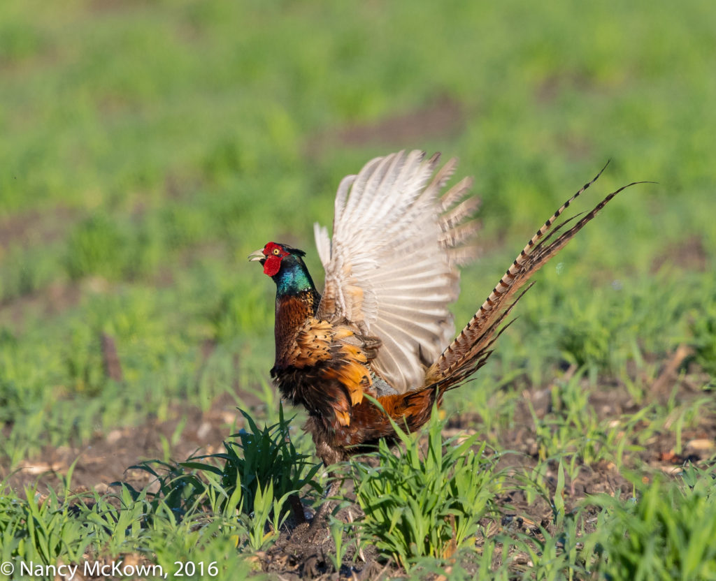 Photo of Ring Necked Pheasants