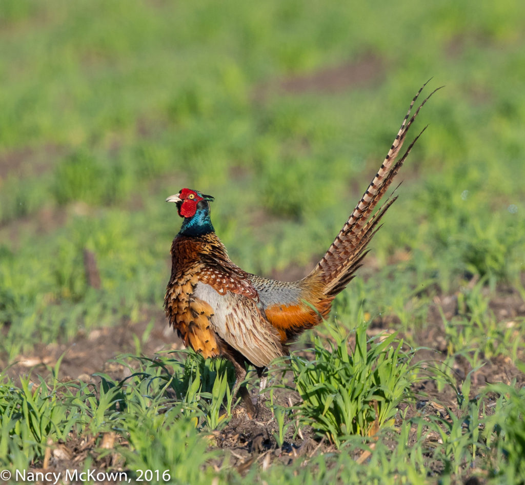 Photo of Ring Necked Pheasant