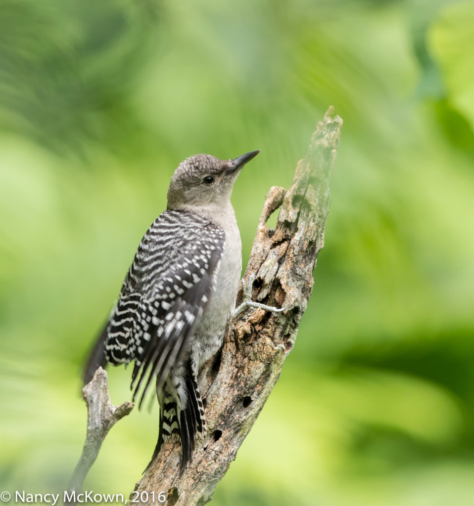 Photo of Juvenile Red Bellied Woodpecker