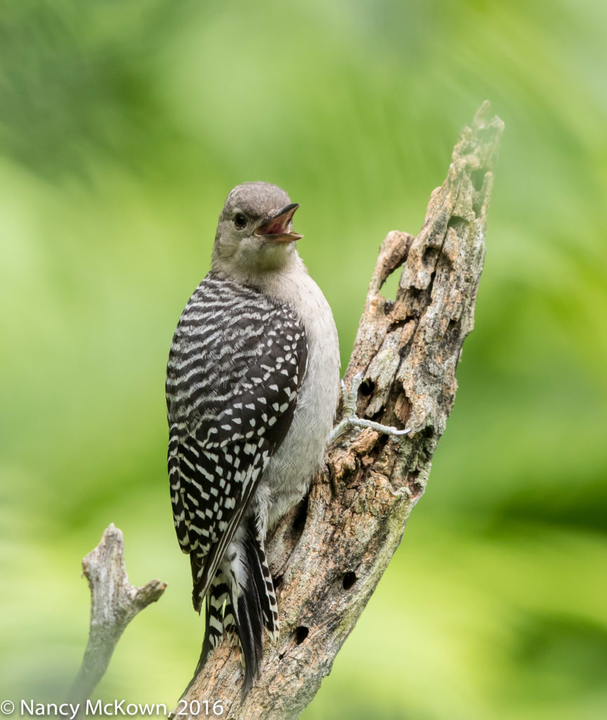 Photo of Juvenile Red Bellied Woodpecker