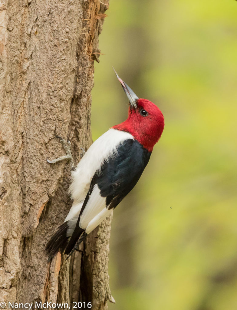 Photo of Red Headed Woodpecker