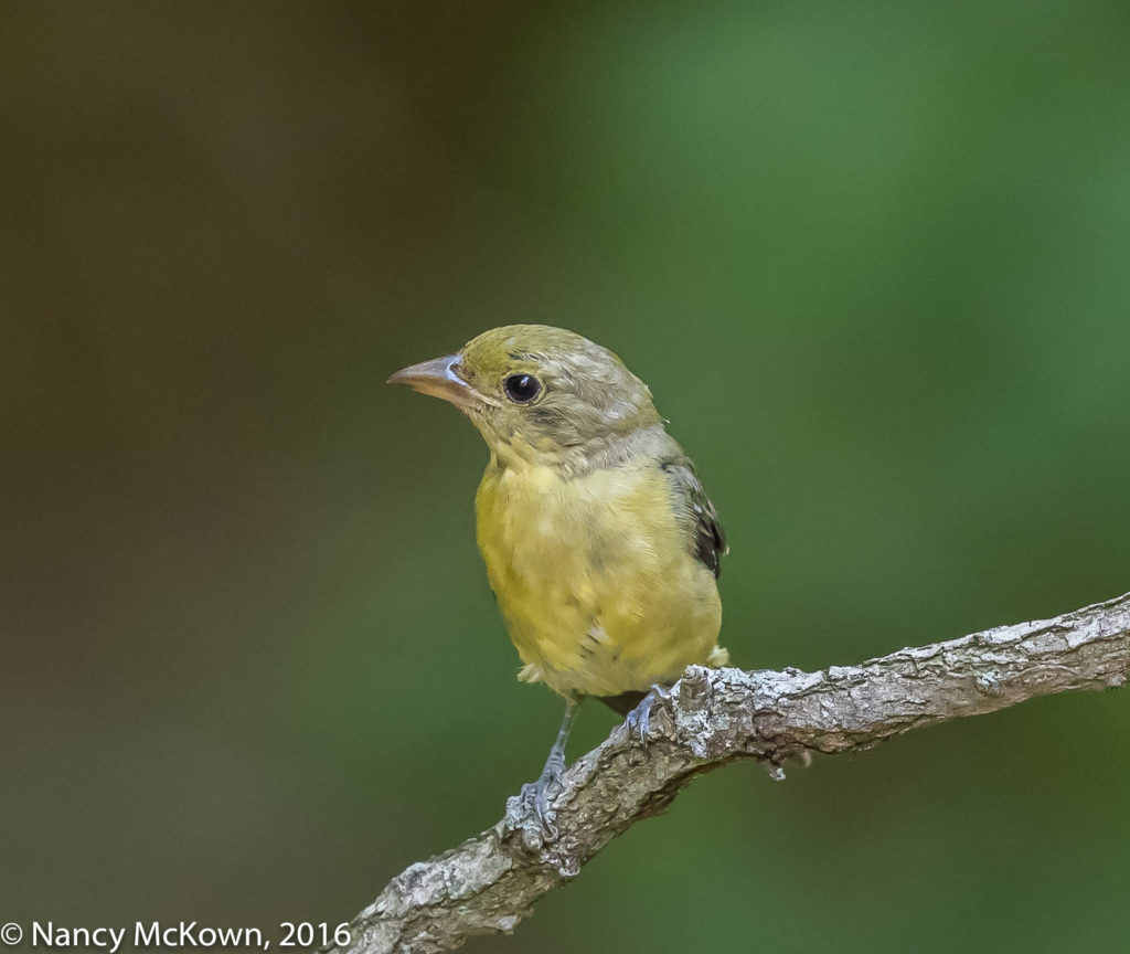 Photo of Scarlet Tanager