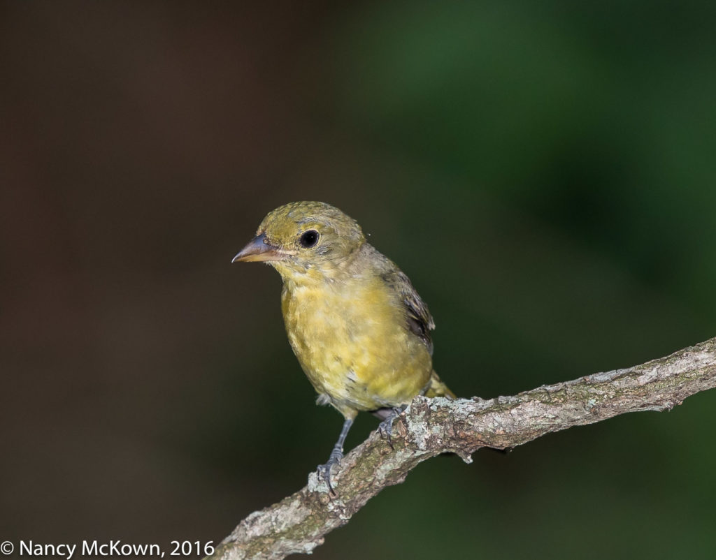 Photo of Female Scarlet Tanager