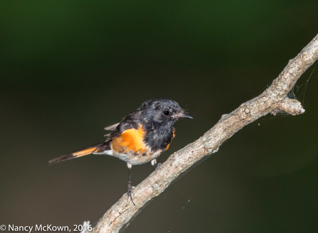 Photo of American Redstart Warbler