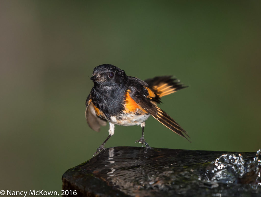 Photo of Male American Redstart