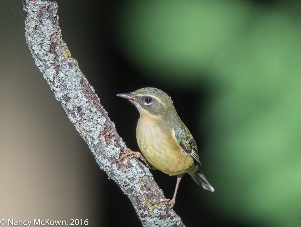 Photo of Female Black Throated Blue Warbler