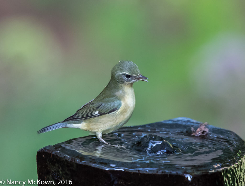 Female Black Throated Blue Warbler