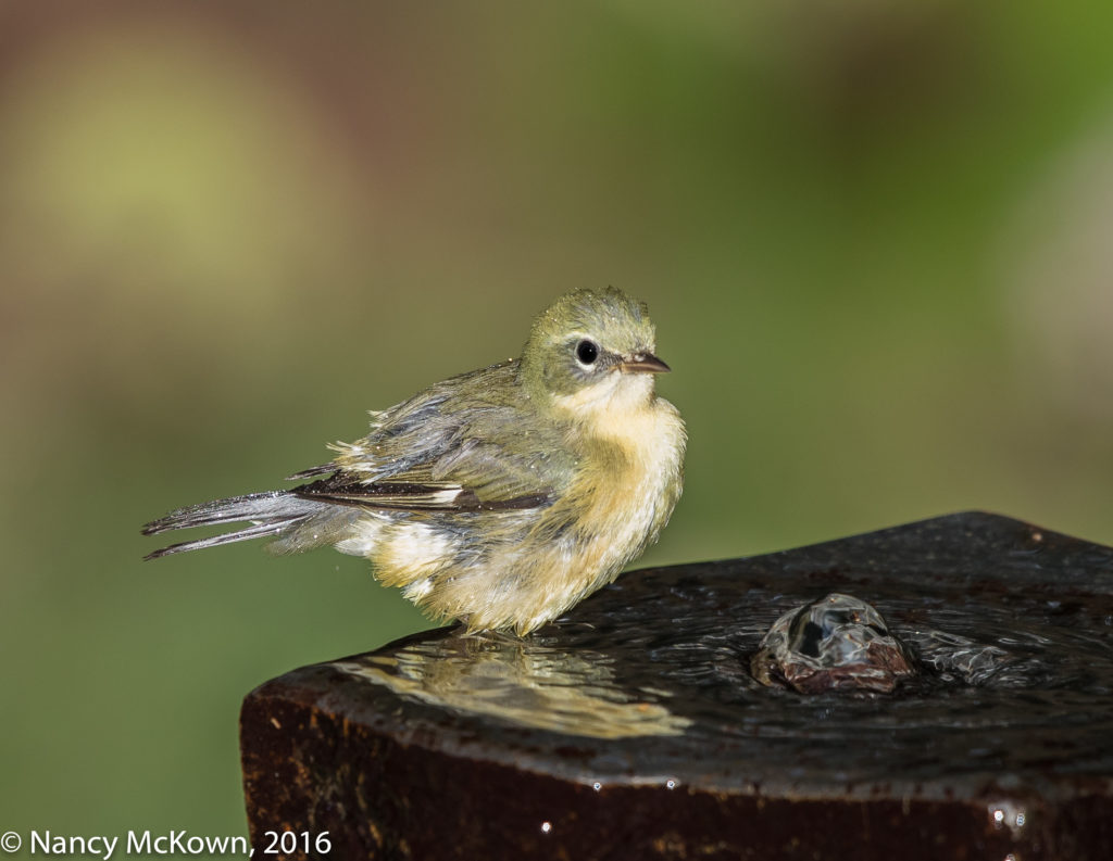 Black Throated Blue Warbler