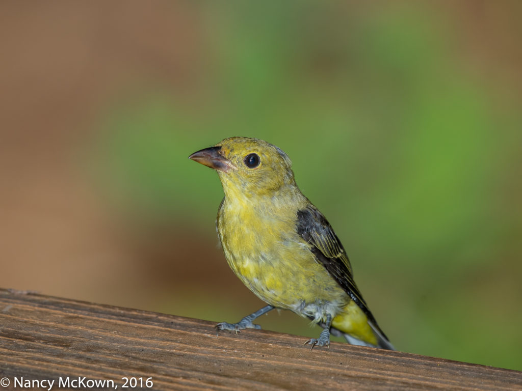photo of female Scarlet Tanager