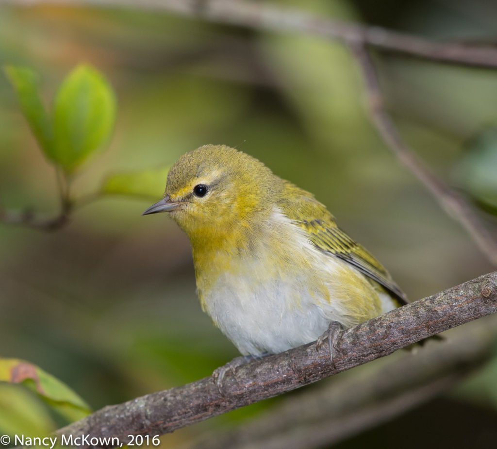 Photo of Tennessee Warbler