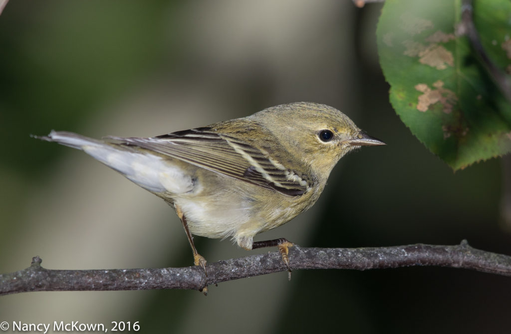 Photo of Blackpoll Warbler