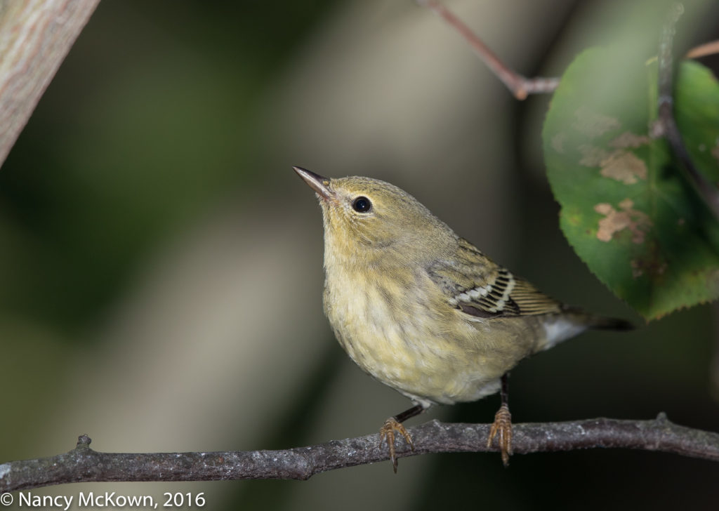 photo of Blackpoll Warbler
