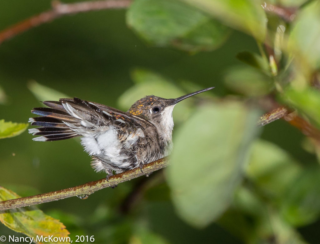 Ruby Throated Hummer