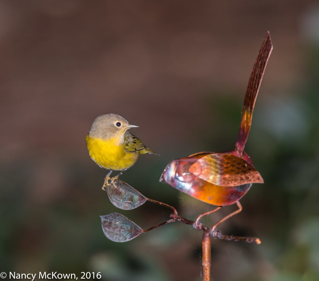 Photo of Nashville Warbler