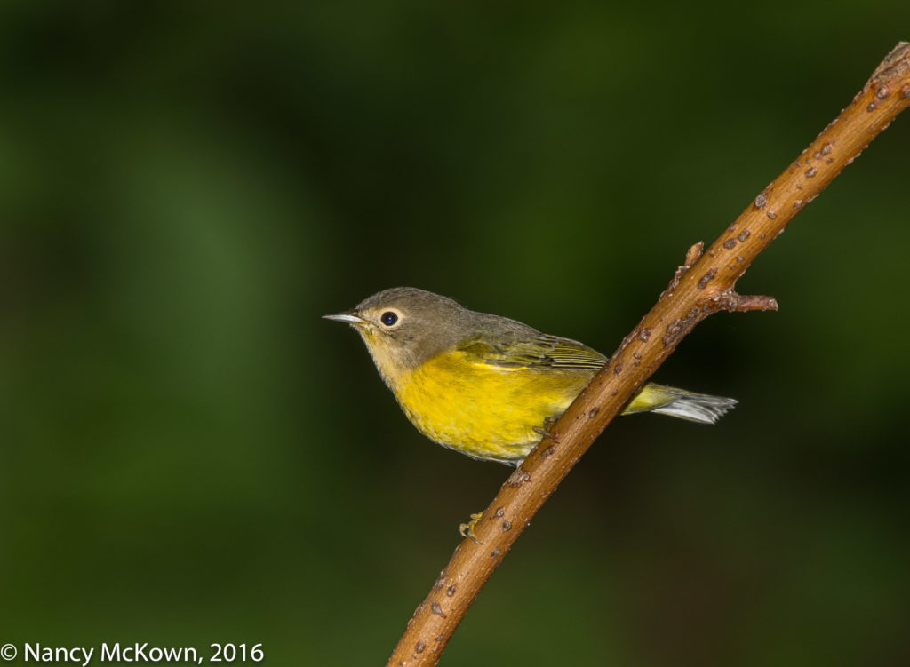 Photo of Nashville Warbler