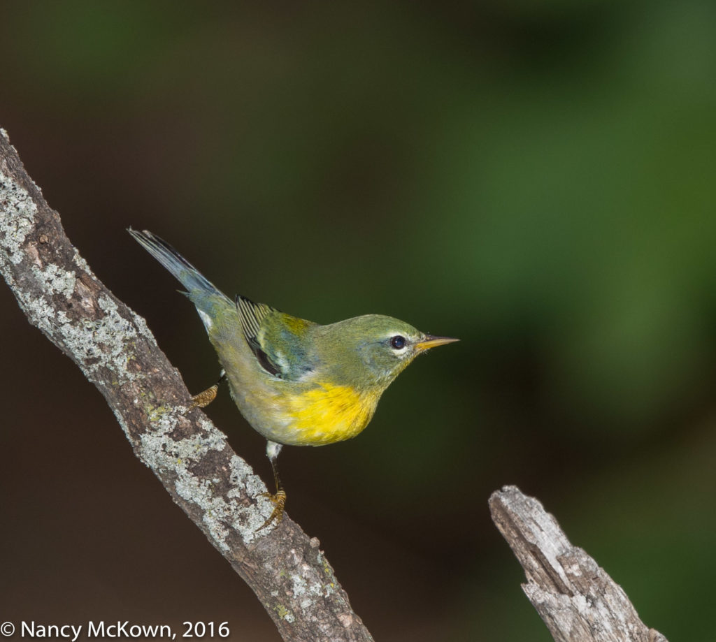 Photo of Northern Parula Warbler