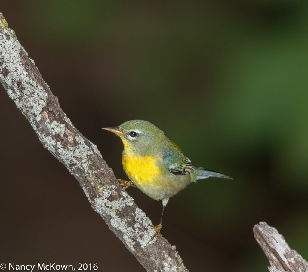 Photo of Female Northern Parula Warbler