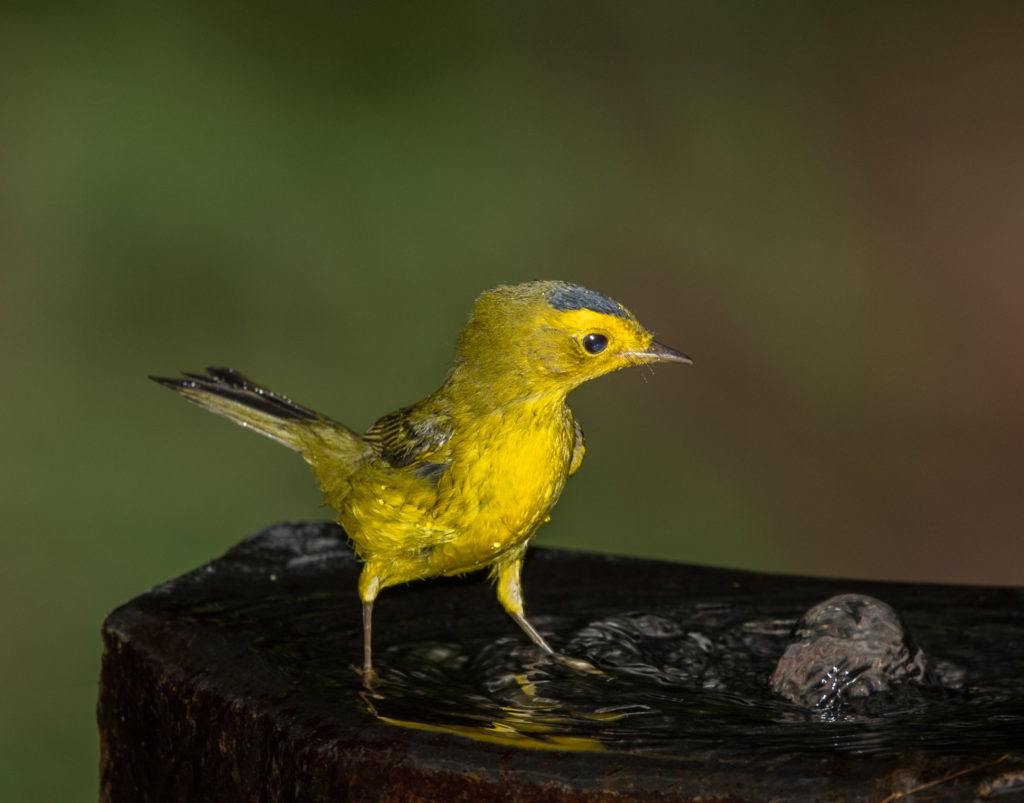 Photo of Wilson's Warbler