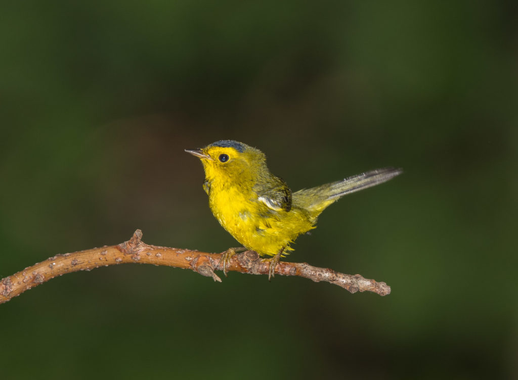 Photo of Wilson's Warbler