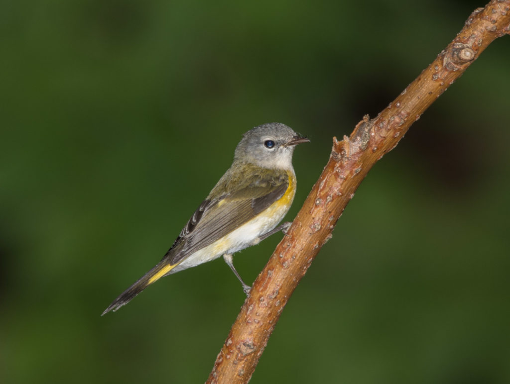 Photo of Female American Redstart