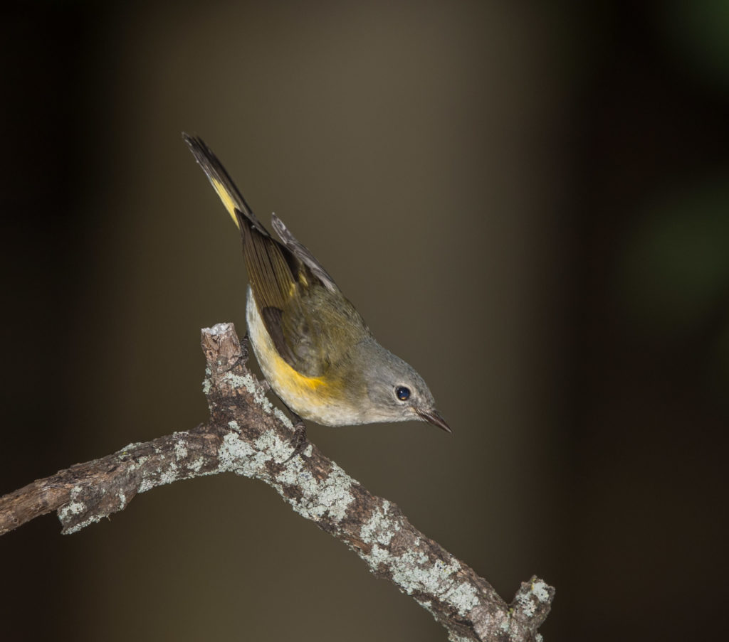 Photo of Female American Redstart