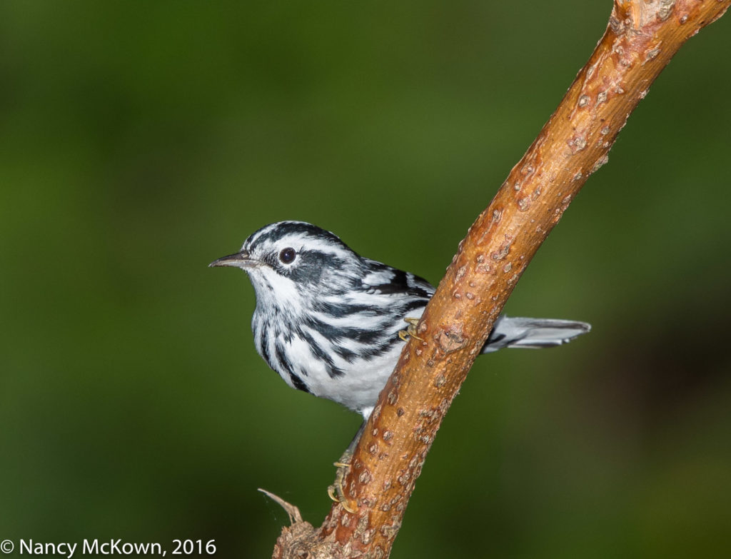 Photo of Black and White Warbler