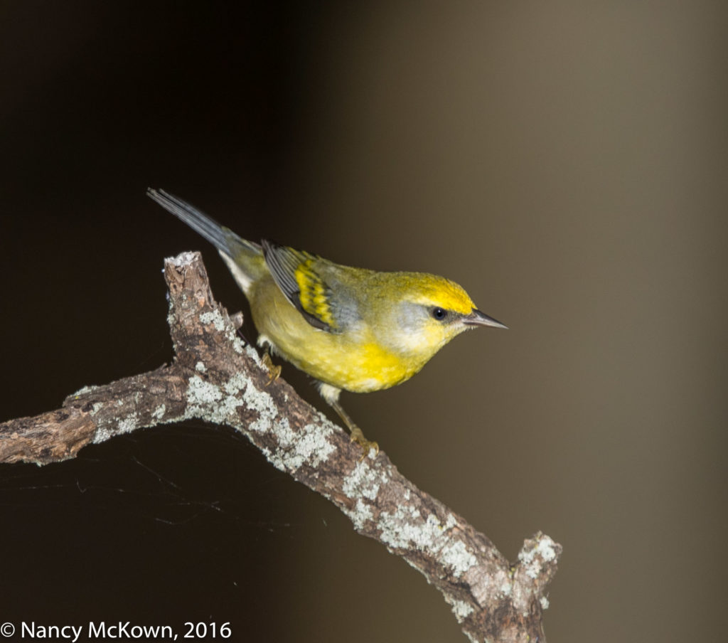 Photo of Blue Winged Warbler