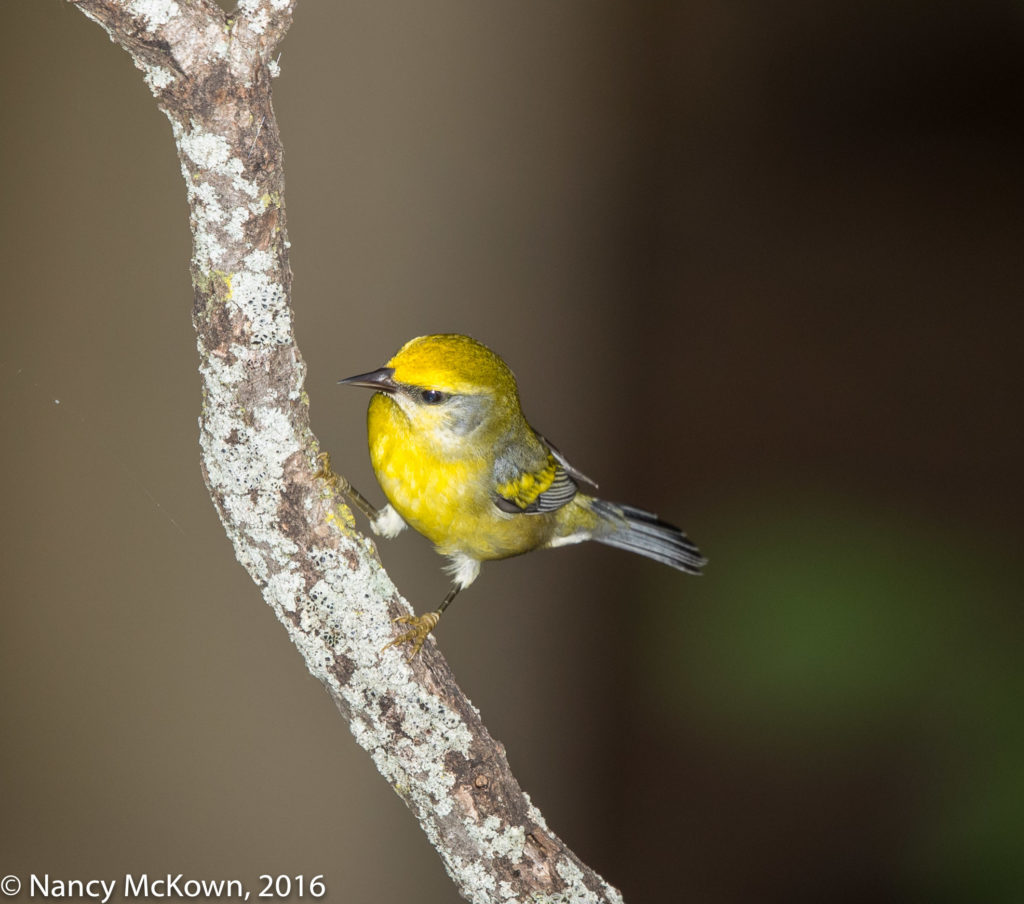 Photo of Blue Winged Warbler