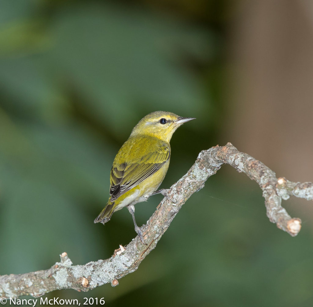 Photo of Tennessee Warbler