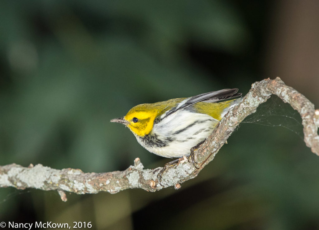 Photo of Black Throated Green Warbler