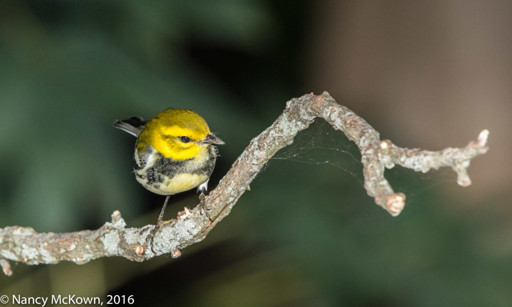 Photo of Black Throated Green Warbler