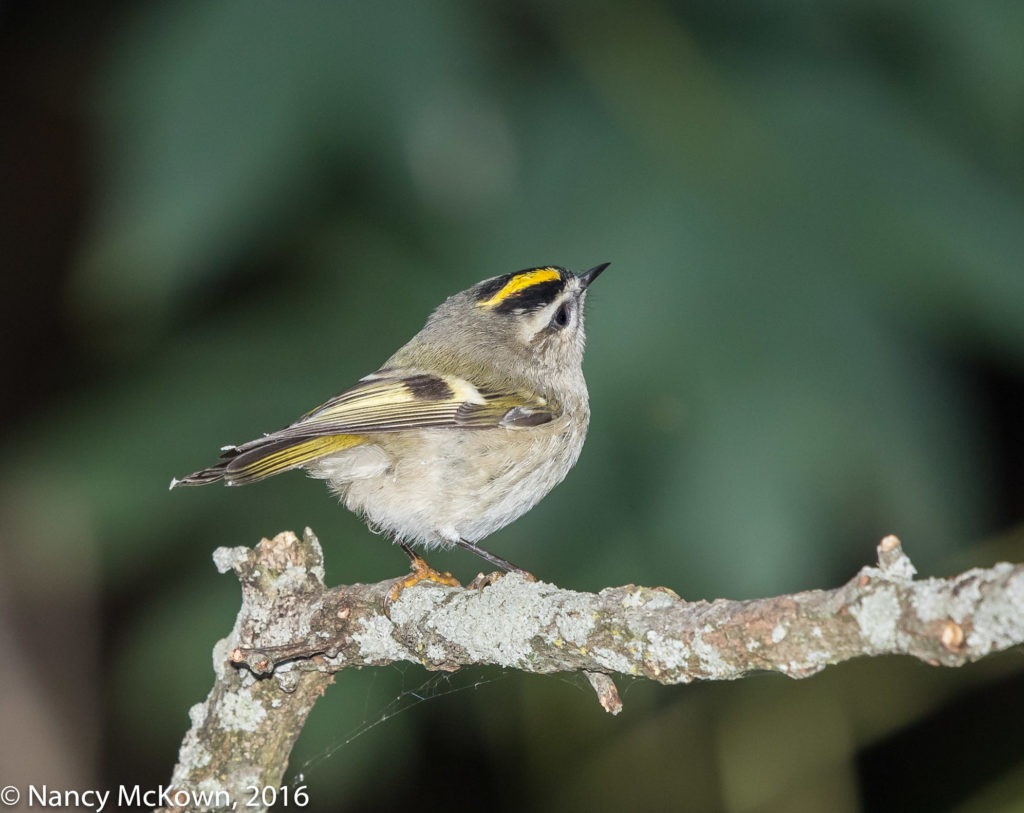Photo of Gold Crowned Kinglet