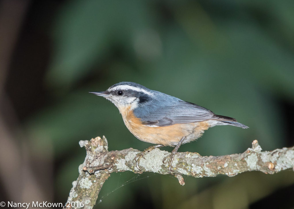 Rose Breasted Nuthatch