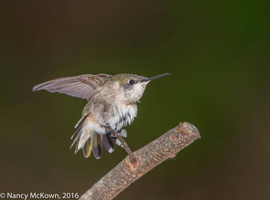 Photo of Ruby Throated Hummer