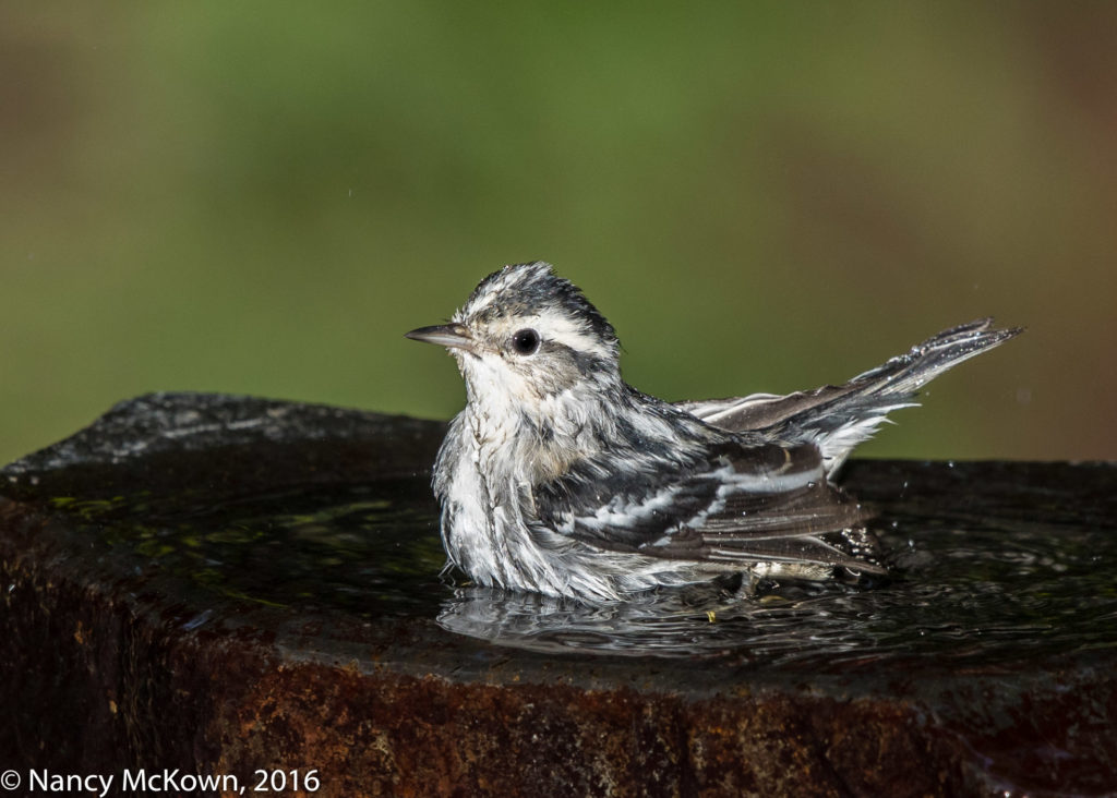 Photo of Black and White Warbler