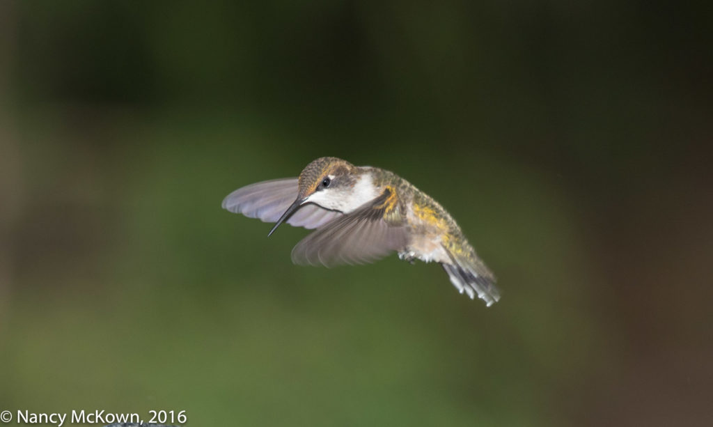 Photo of Ruby Throated Hummer