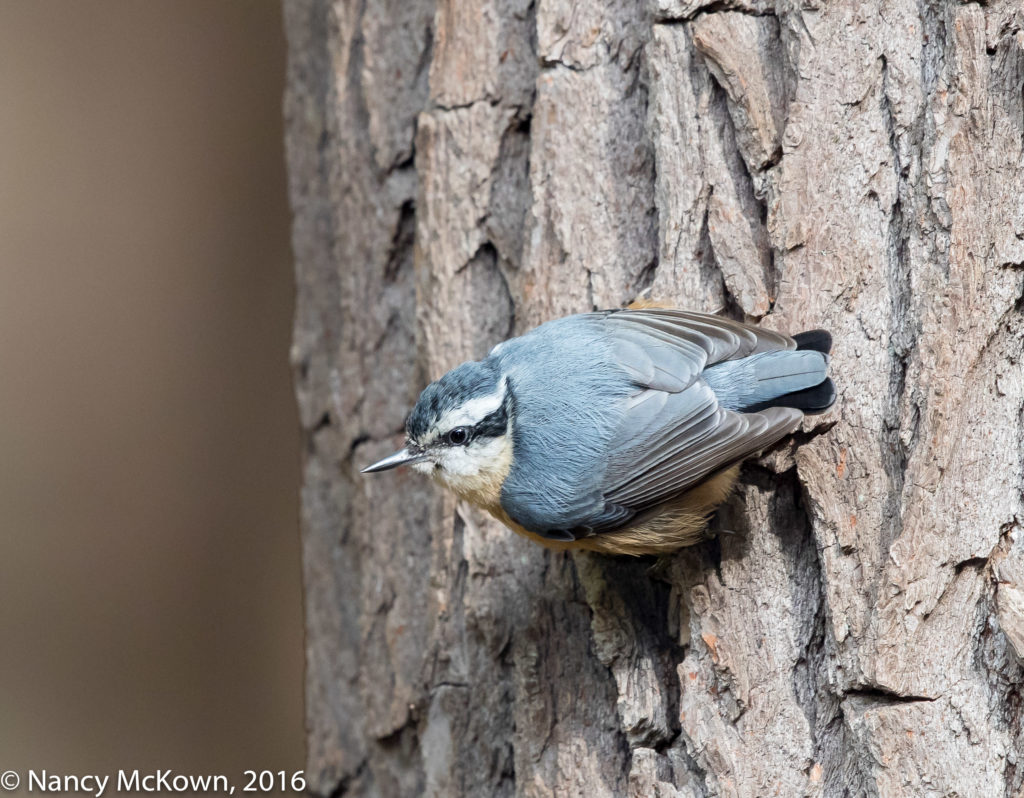 Photo of Rose Breasted Nuthatch
