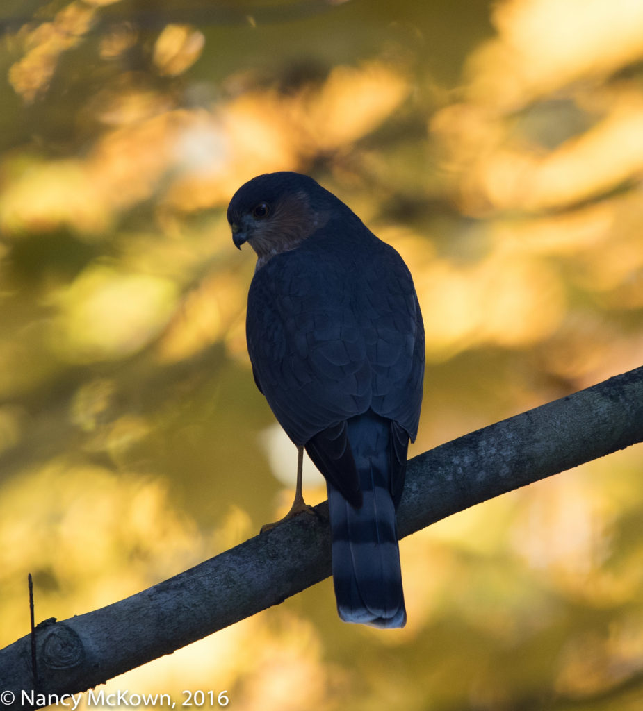 Photo of Sharp Shinned Hawk