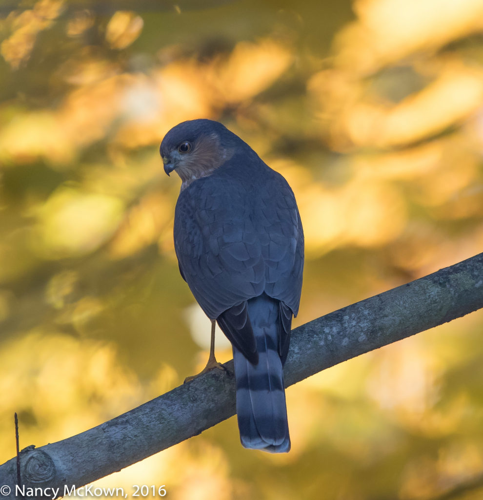 Photo of Sharp Shinned Hawk