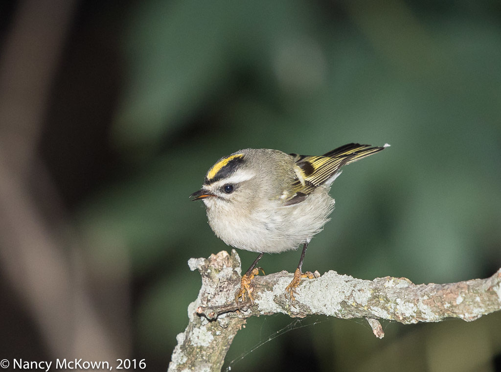 Photographing The Gold Crowned Kinglet