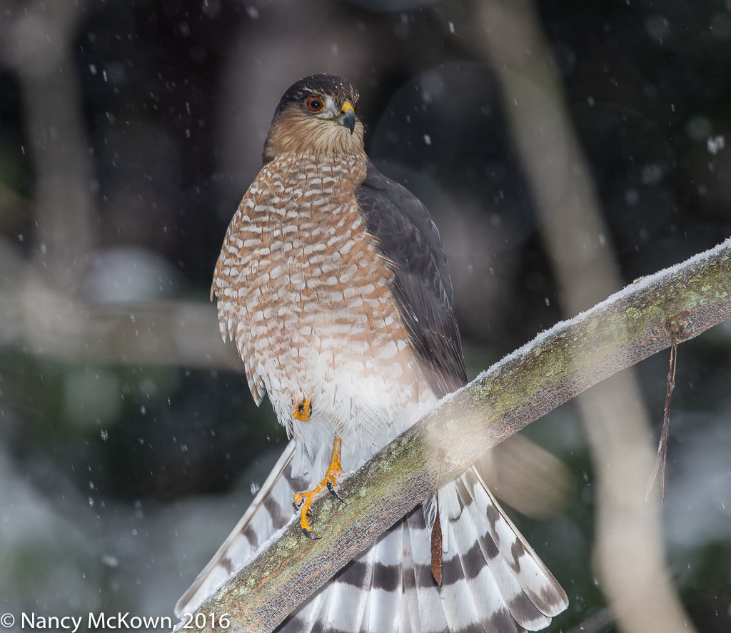 Photo of Sharp Shinned Hawk