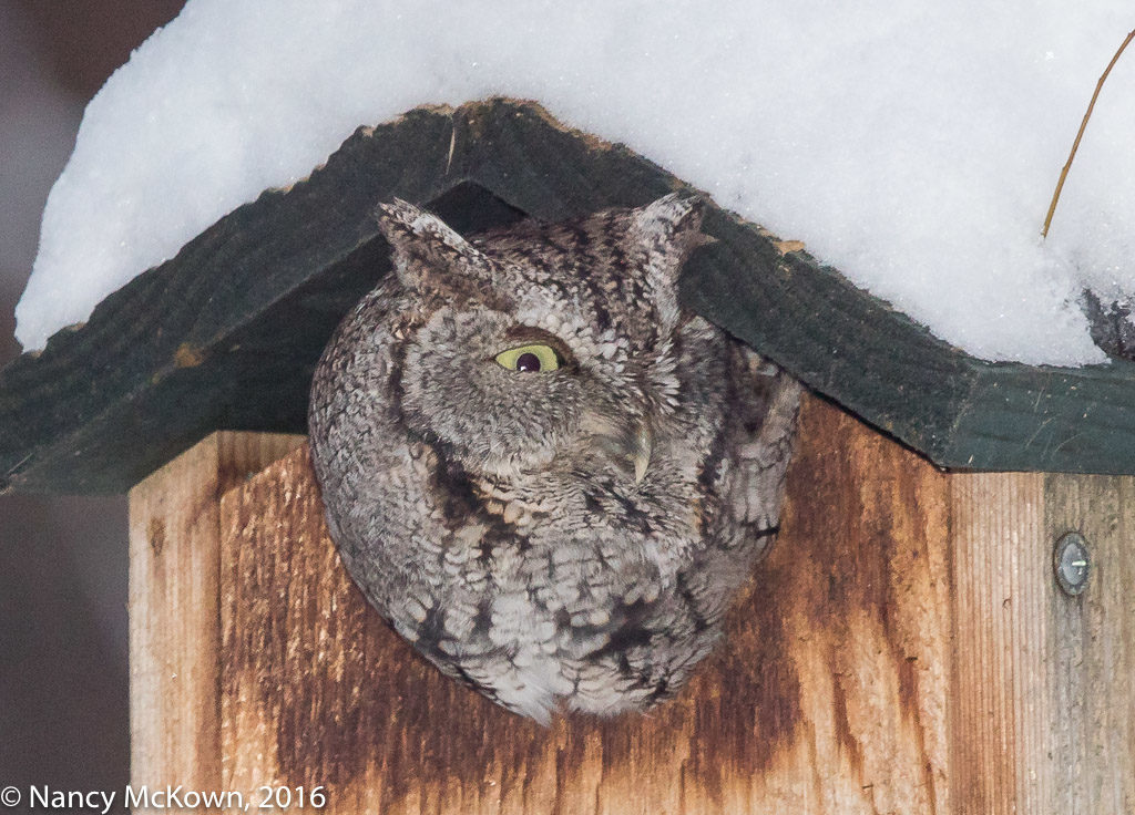 Eastern Screech Owl