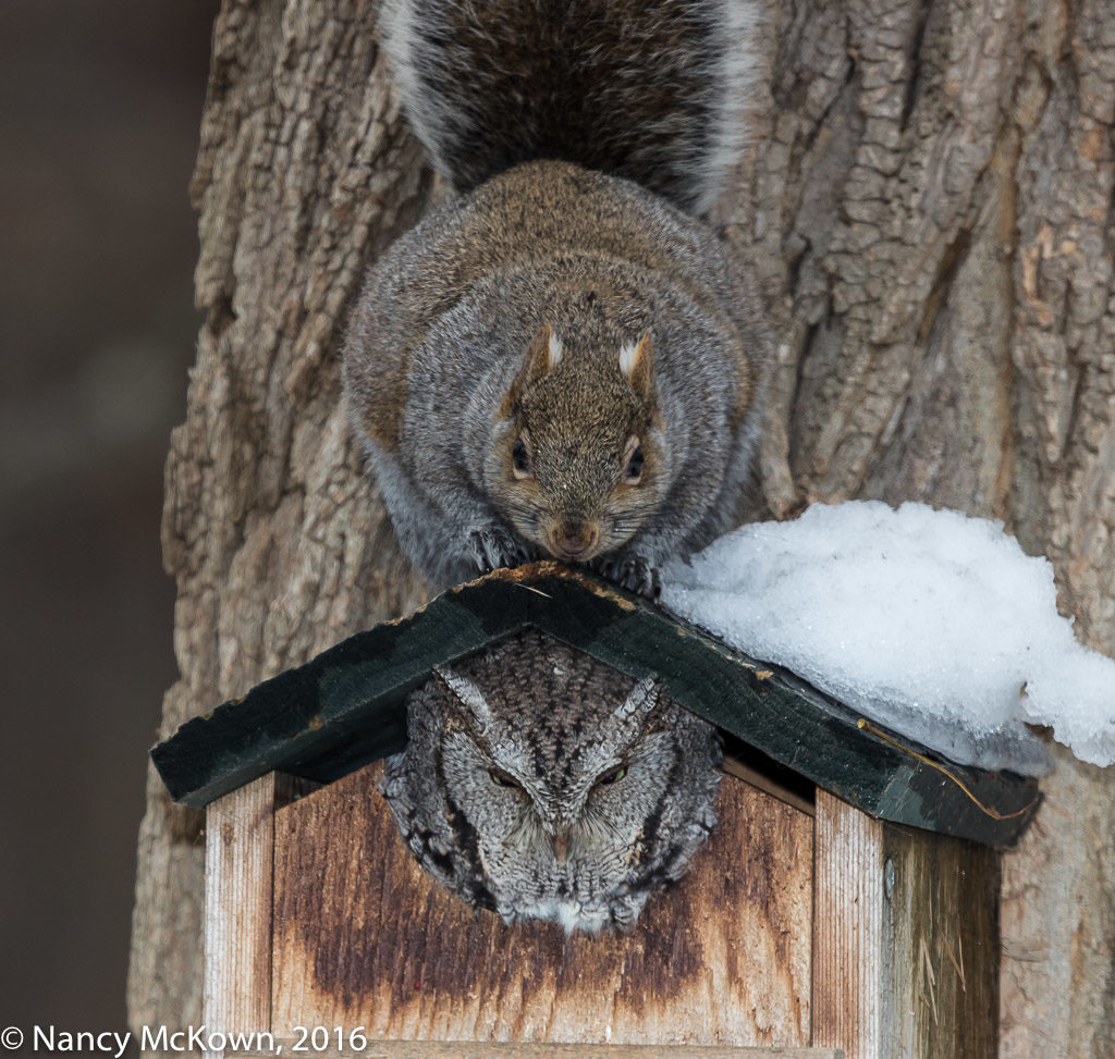 Eastern Screech Owl