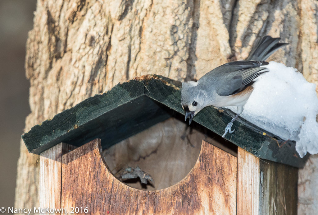 Photo of Eastern Screech Owl Hiding from a Tufted Titmouse