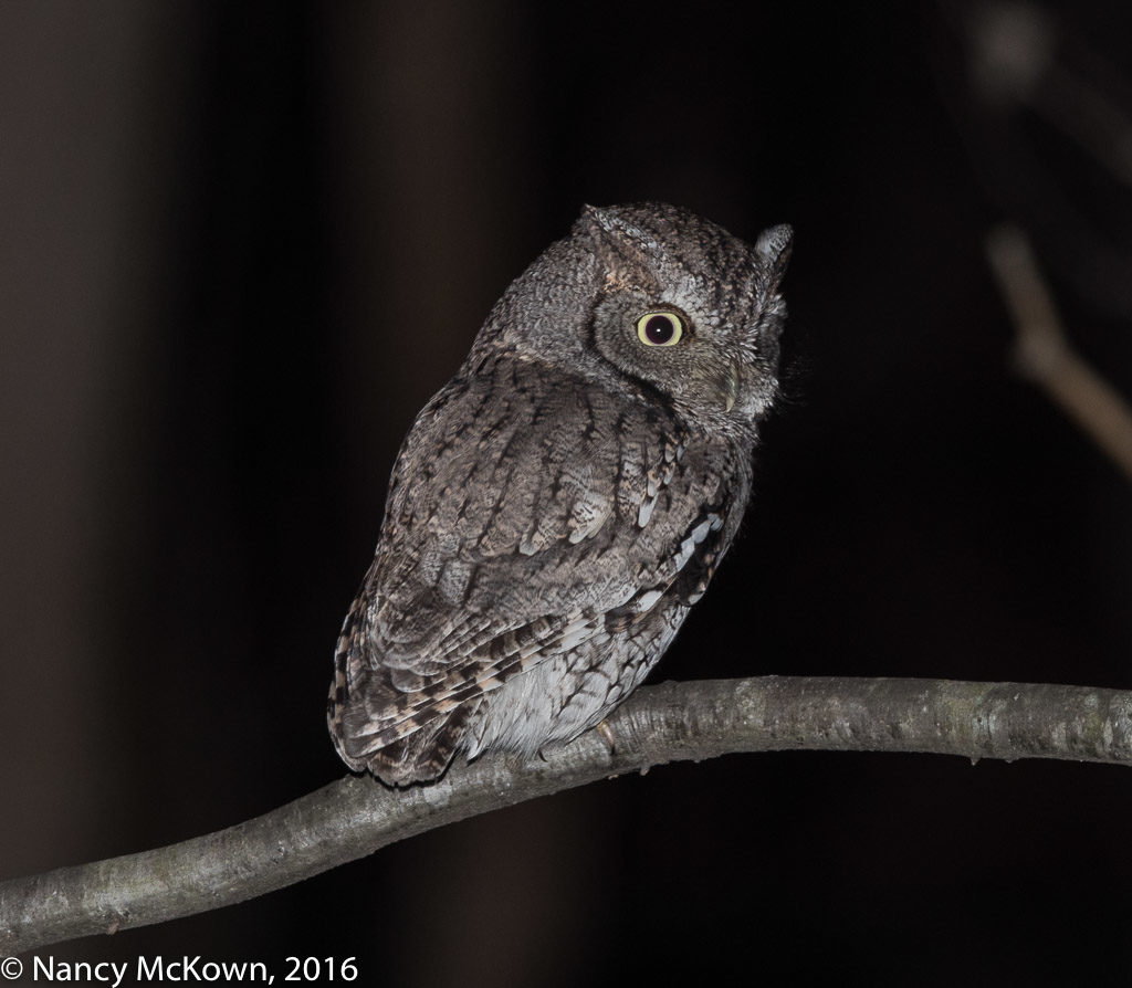 Eastern Screech Owl