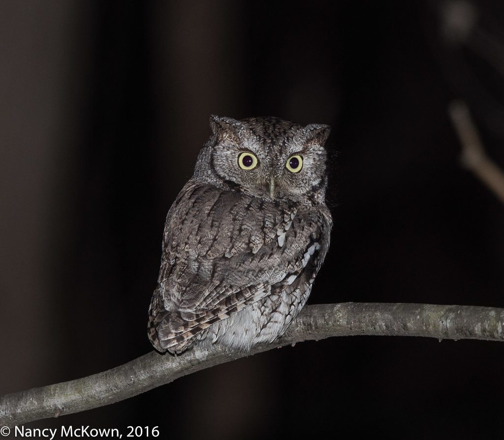 Eastern Screech Owl