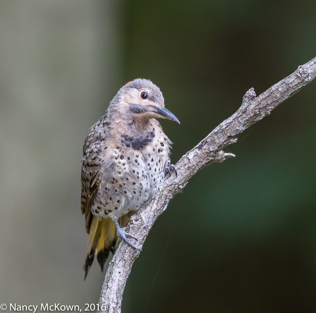 Photo of Northern Flicker