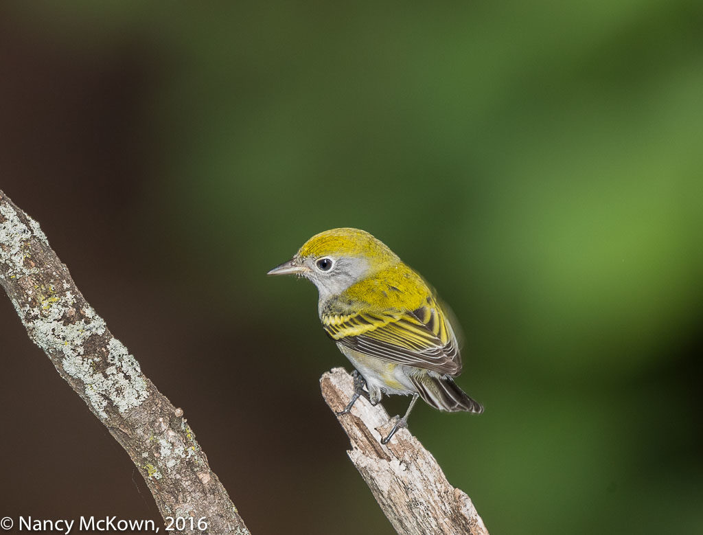 Photo of Chestnut Sided Warbler