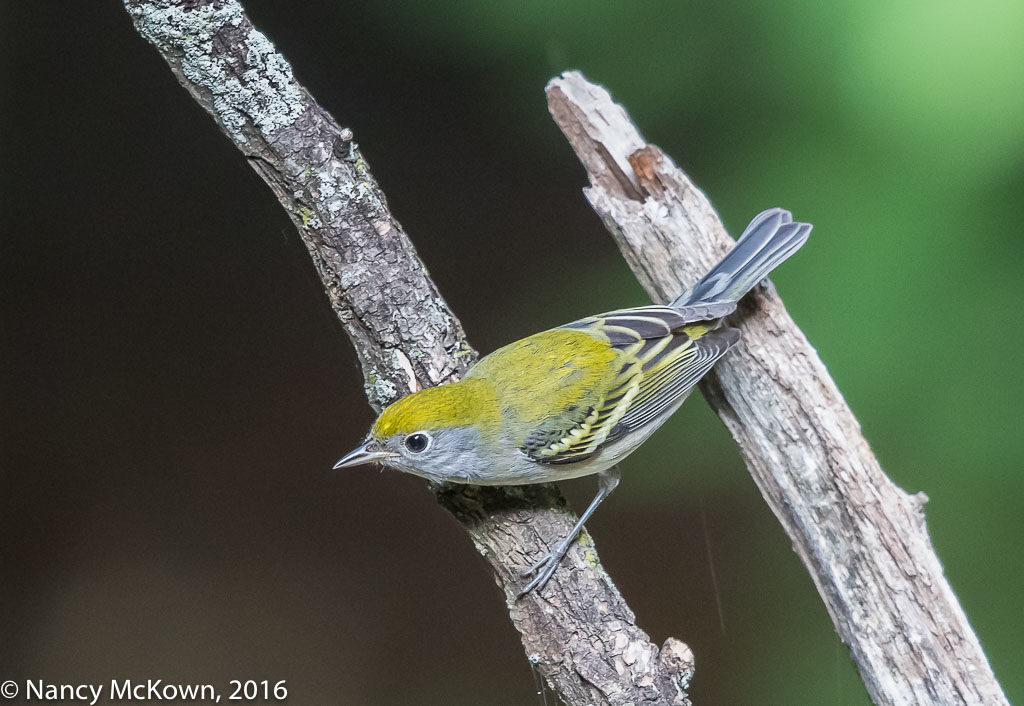 Photo of Female Chestnut Sided Warbler