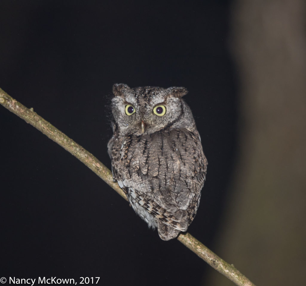 Eastern Screech Owl